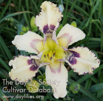 Daylily Message in a Bottle